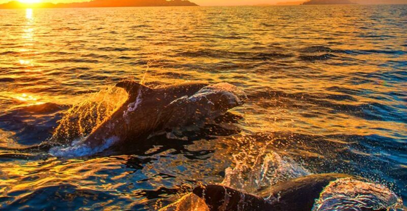 Pula: National Park Brijuni Dolphin Cruise with Dinner - Final Thoughts
