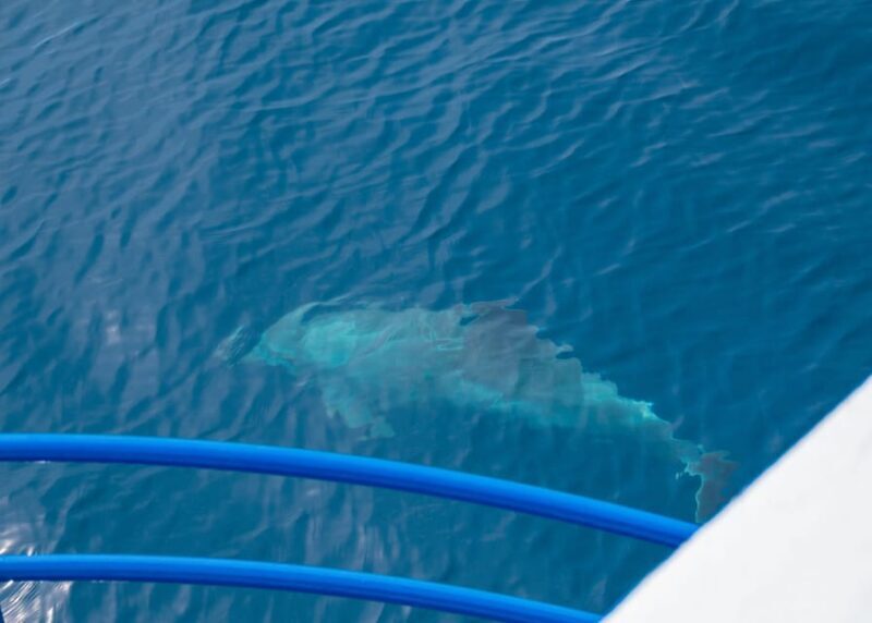 Pula: Private Dolphins & Sunset Tour With Dinner & Drinks - Final Thoughts: Is It Worth It?