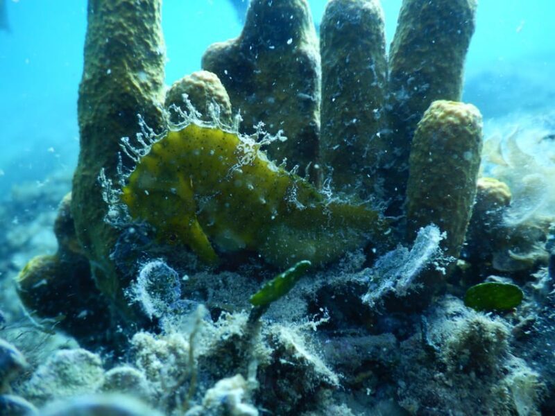Pula: Private Introduction to Scuba Diving - Additional Practical Details