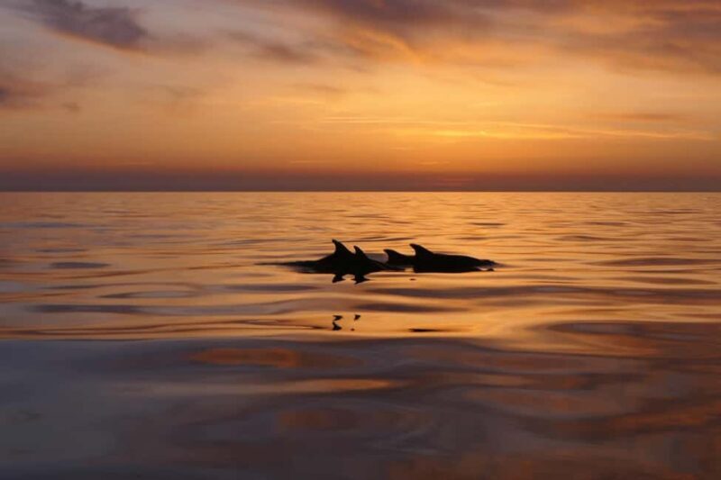 Pula: Private Sunset Boat Trip with Dolphins - Key Points