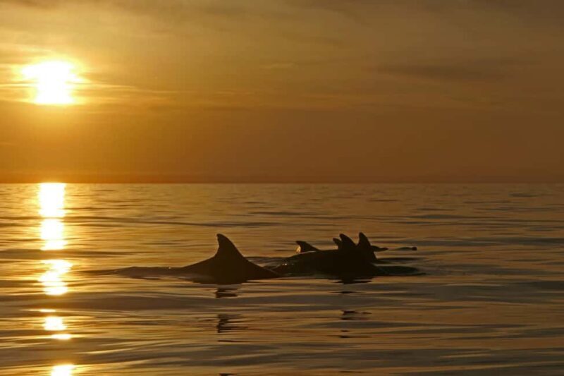 Pula: Private Sunset Boat Trip with Dolphins - The Sum Up: Is It Worth It?
