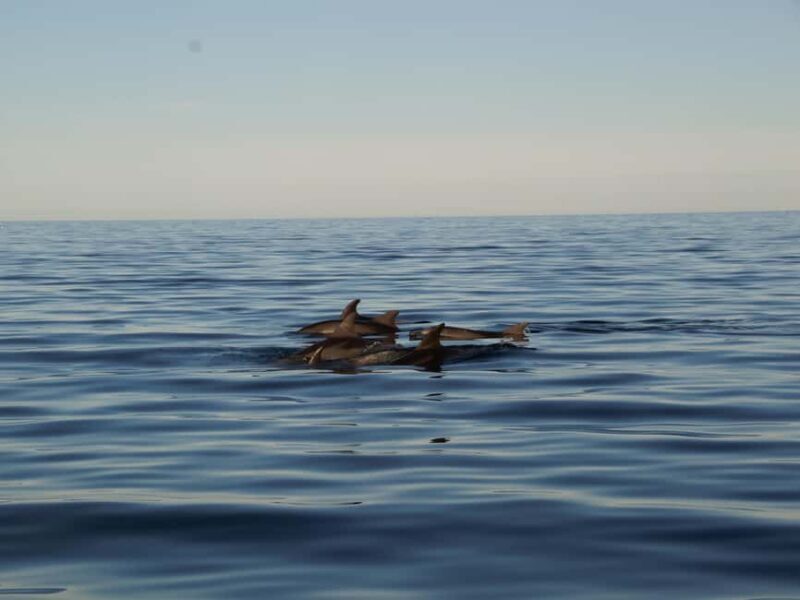 Pula Private Sunset Cruise: Dolphins, Wine & 3 Golden Hours - Analyzing Value and Who It’s Best For