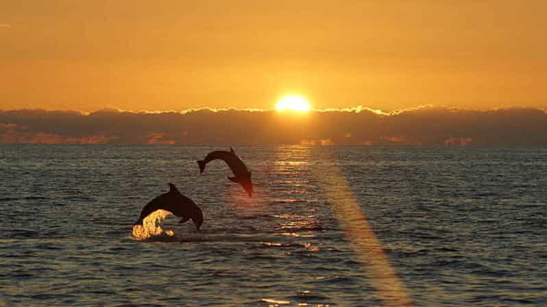 Pula: Sunset Dolphin Watching Boat Tour around N.P Brijuni - Key Points