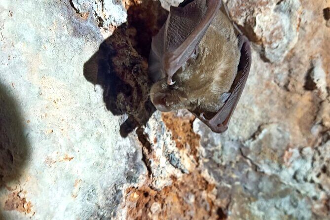Pulo di Altamura: excursion in the Alta Murgia National Park - Exploring the Pulo di Altamura Experience in Depth