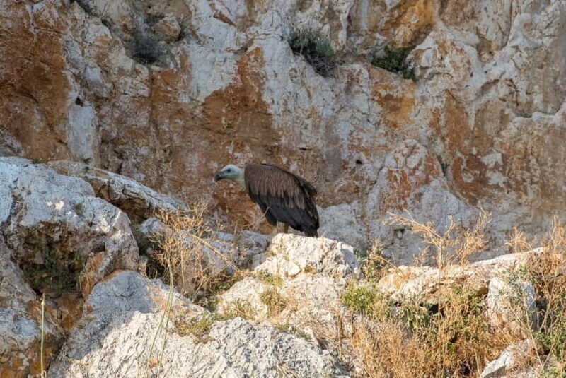 Punat-Krk, Cruise and swim at Golden Beach and Blue cave. - What’s Included and What’s Not