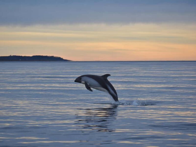 Punta Arenas: Austral Dolphin & Wildlife Watching Boat Tour - Key Points