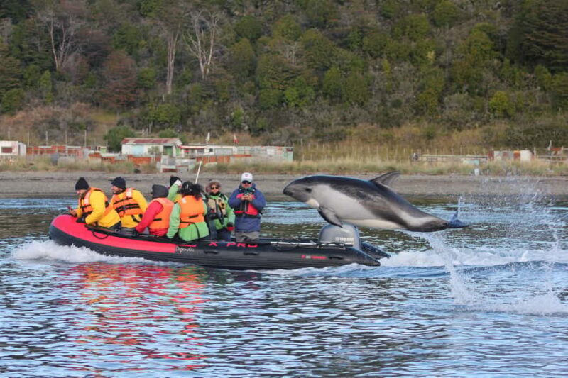 Punta Arenas: Austral Dolphin & Wildlife Watching Boat Tour - A Closer Look at the Tour Experience