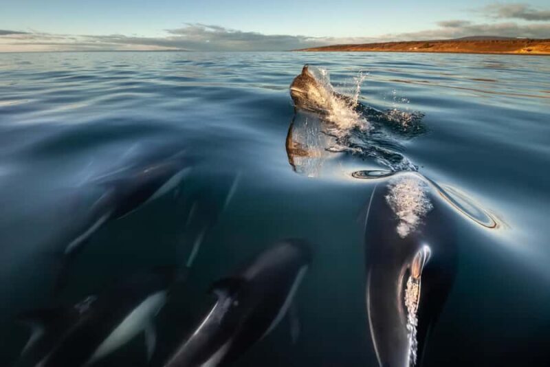 Punta Arenas: Austral Dolphin & Wildlife Watching Boat Tour - The Value of the Experience