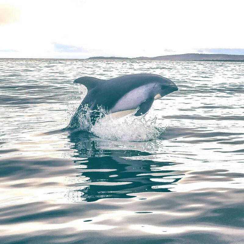 Punta Arenas: Austral Dolphin & Wildlife Watching Boat Tour - Practical Tips