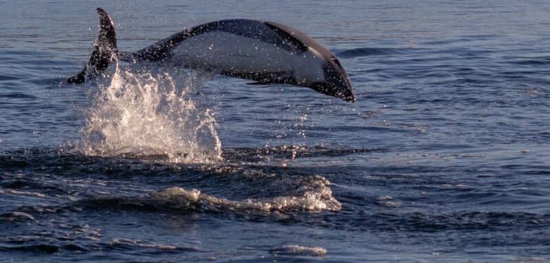Punta Arenas: Dolphin & Wildlife Watching - An In-Depth Look at the Punta Arenas Dolphin & Wildlife Tour