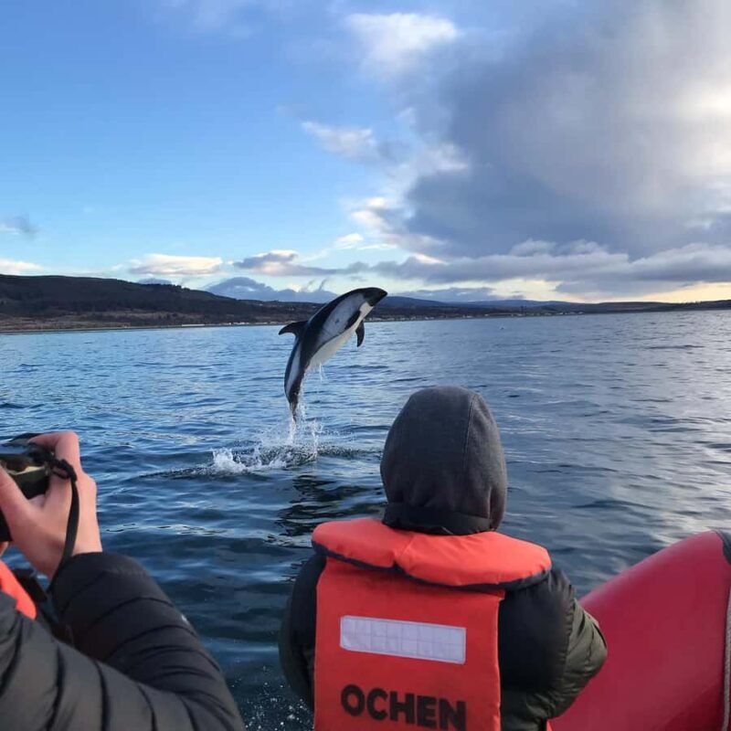 Punta Arenas: Dolphin & Wildlife Watching - Authentic Experiences and Real-World Impressions