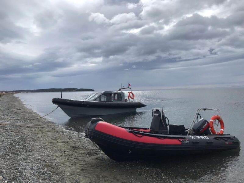 Punta Arenas: Dolphin & Wildlife Watching - Frequently Asked Questions