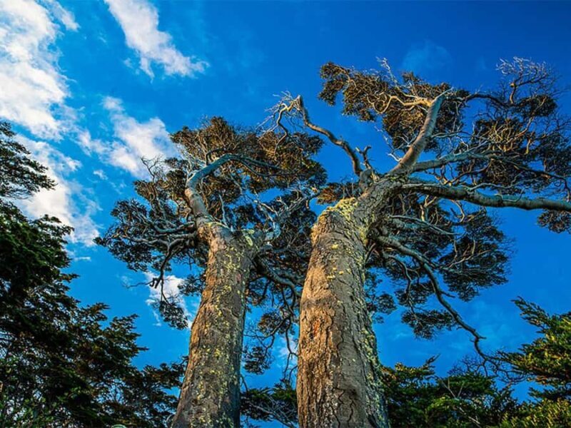 Punta Arenas: Fort Bulnes Historical Tour - Who Should Consider This Tour?