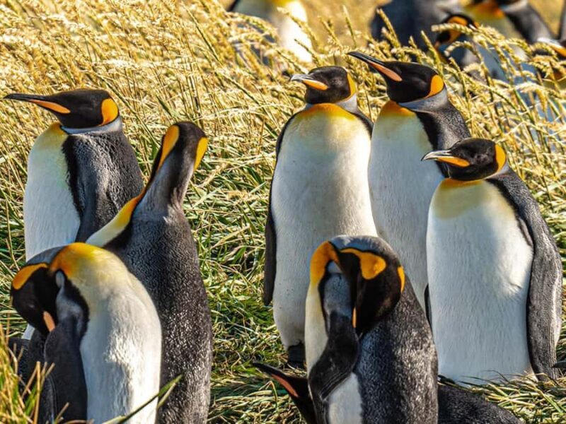 Punta Arenas: Full Day Tierra del Fuego & King Penguins - Exploring Tierra del Fuego and King Penguins: A Full-Day Adventure from Punta Arenas