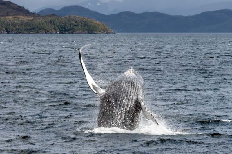 Punta Arenas: Full-Day Whales, Penguins, and Glaciers Tour - An In-Depth Look at the Punta Arenas Wildlife and Glacier Tour