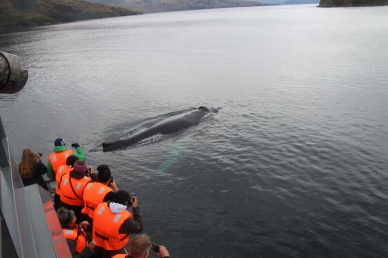 Punta Arenas: Full-Day Whales, Penguins, and Glaciers Tour - FAQ