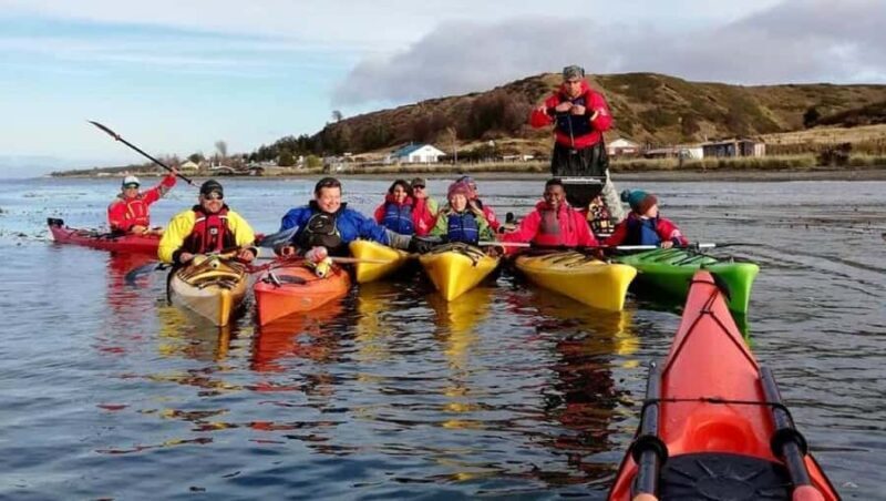 Punta Arenas: Kayaking Trip with Wildlife - Key Points