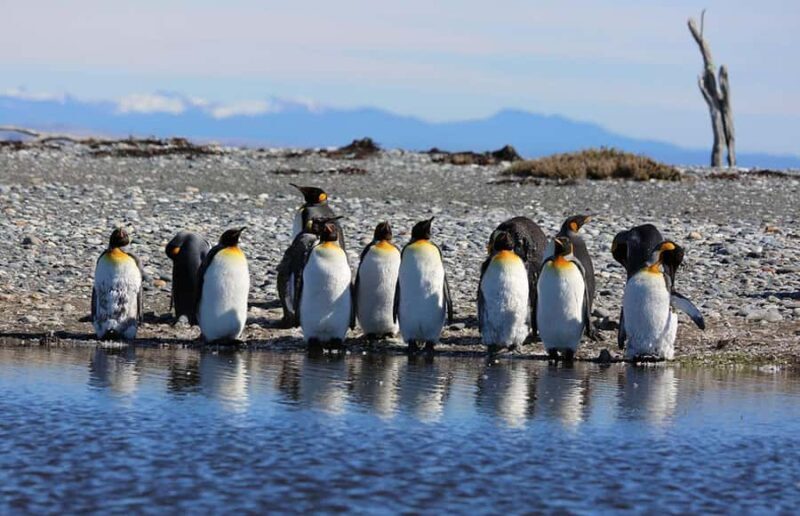 Punta Arenas: King Penguin Park and Tierra del Fuego Trip - Is This Tour Worth the Price?