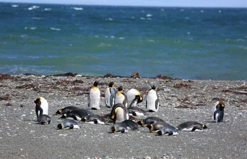 Punta Arenas: King Penguin Park and Tierra del Fuego Trip - Who Should Consider This Tour?
