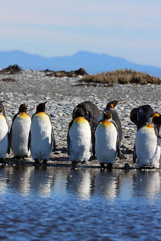 Punta Arenas: King Penguin Park and Tierra del Fuego Trip - Final Thoughts