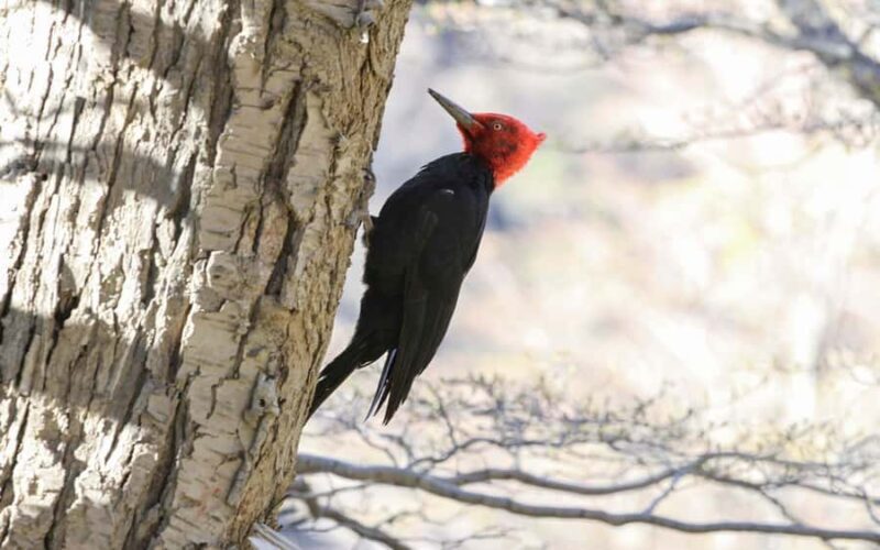 Punta Arenas: King Penguin & Tierra del Fuego Tour - Discovering the Extreme South: Punta Arenas’ King Penguin & Tierra del Fuego Tour