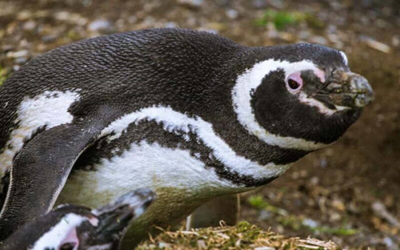 Punta Arenas: King Penguin & Tierra del Fuego Tour - Key Points