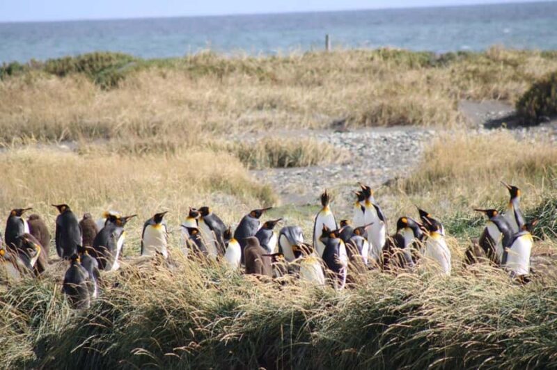 Punta Arenas: King Penguin & Tierra del Fuego Tour - The Practicalities: What You Need to Know