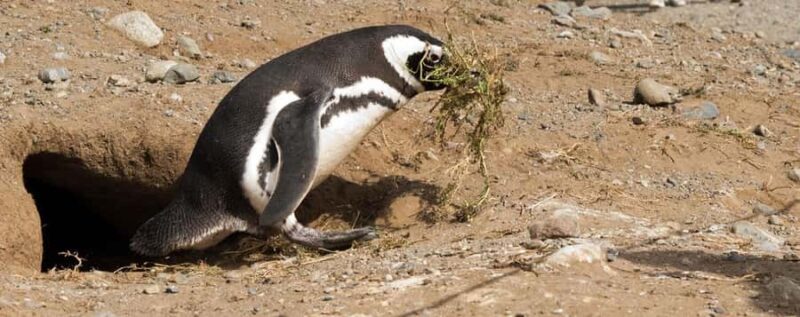 Punta Arenas: Magdalena Island Navigation & Penguin Walk - Final Thoughts: Is This Tour Right for You?