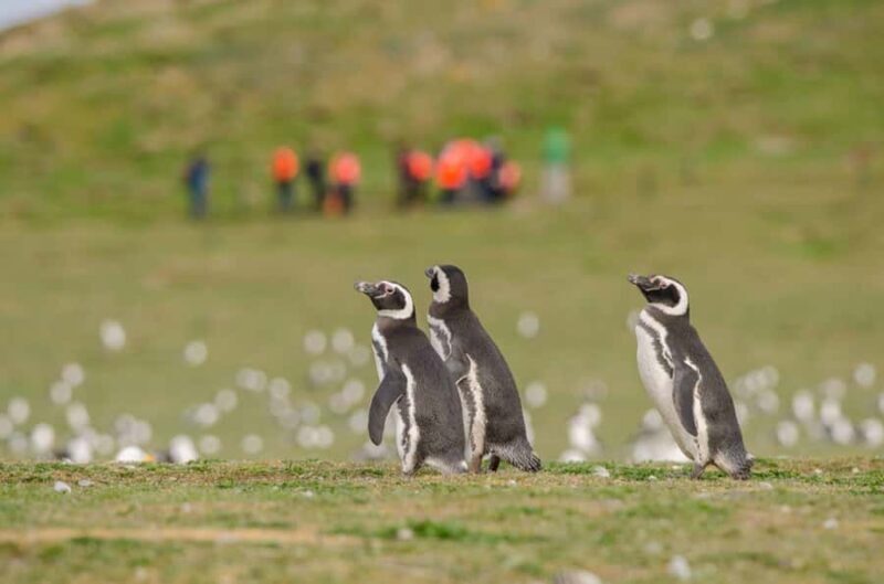 Punta Arenas: Walk with Penguins on Magdalena & Marta Island - Key Points