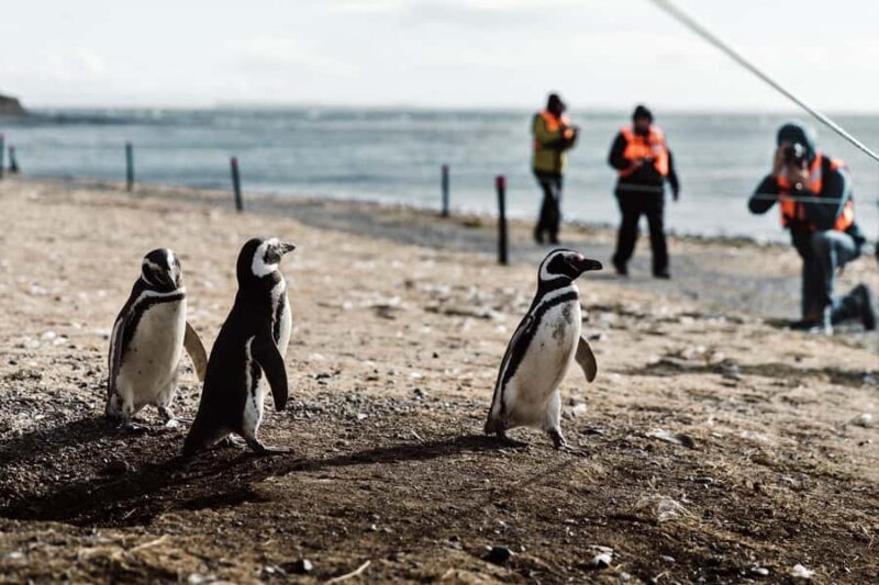 Punta Arenas: Walk with Penguins on Magdalena & Marta Island - Who Will Love This Tour?