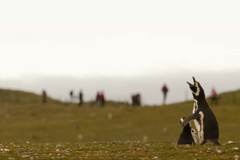 Punta Arenas: Walk with Penguins on Magdalena & Marta Island - Final Thoughts: Is It Worth It?