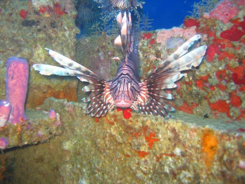 Punta Cana: 2-Tank Dive Trip for Certified Divers - A Practical Guide to the Punta Cana 2-Tank Dive Trip