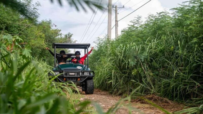 Punta Cana: Art and Forest Way Full-Day Tour with Lunch - A Closer Look at the Experience
