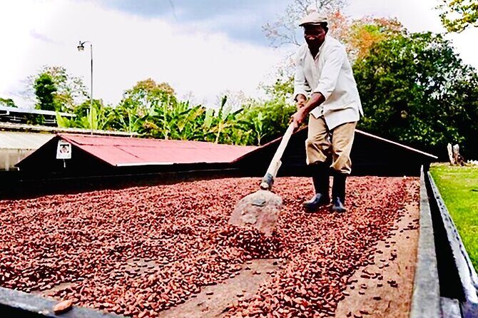 Punta Cana Buggy Adventure - The Experience and Reviews: What Travelers Are Saying