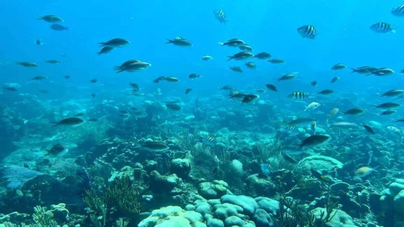 Punta Cana: Catalina Island Snorkeling Tour with Lunch - Key Points