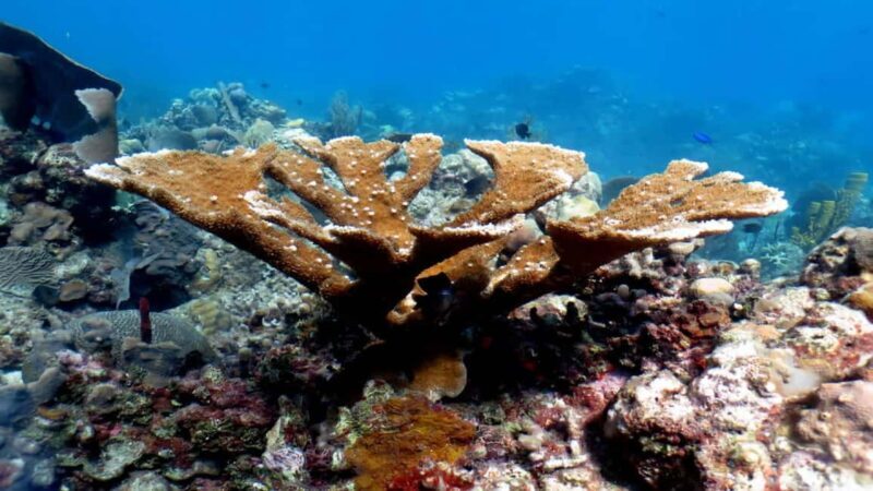 Punta Cana: Catalina Island Snorkeling Tour with Lunch - Why Consider This Tour?