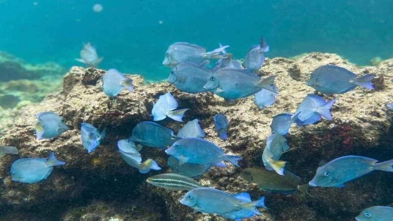 Punta Cana: Catalina Island Snorkeling Tour with Lunch - An In-Depth Look at the Catalina Island Snorkeling Tour