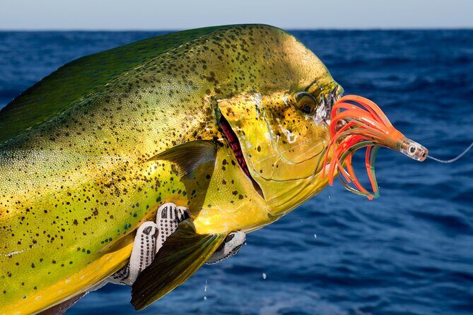 Punta Cana Deep Sea Fishing  Private 4H Charter from Cap Cana - What You Can Expect on the Water