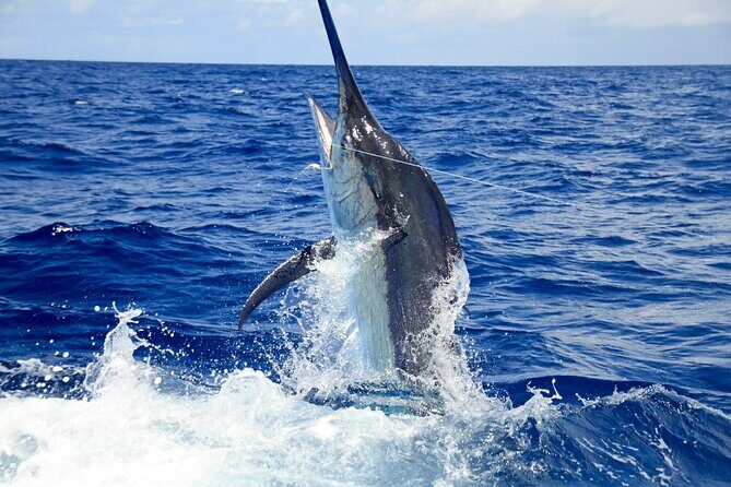 Punta Cana Deep Sea Fishing  Private 4H Charter from Cap Cana - The Sum Up