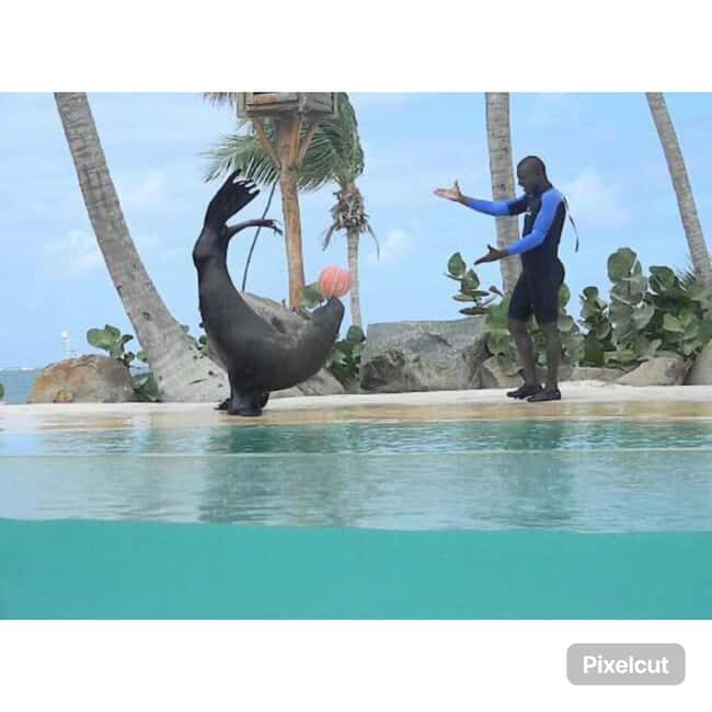Punta Cana: Dolphin Park Entry and Swim with Dolphins - FAQs