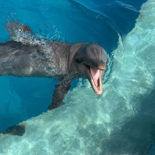 Punta Cana: Enjoy Dolphin Free Hotel Pickup - Key Points