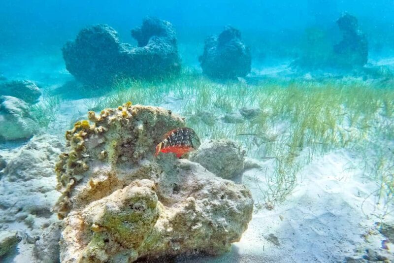 Punta Cana: Full Day Boat Trip to Catalina Island with Lunch - The Realistic Perspective: Is It Worth It?