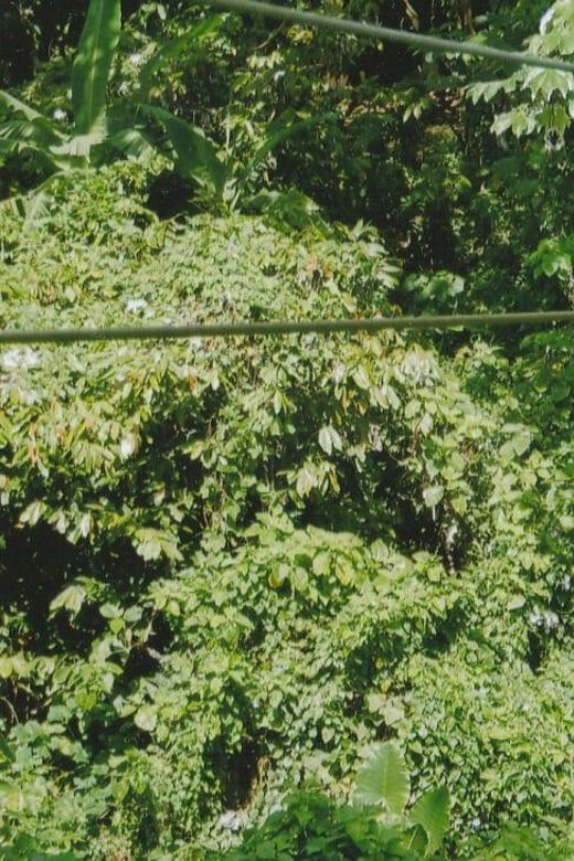 Punta Cana Half Day Tour Zip Line - Who Will Love This Tour?