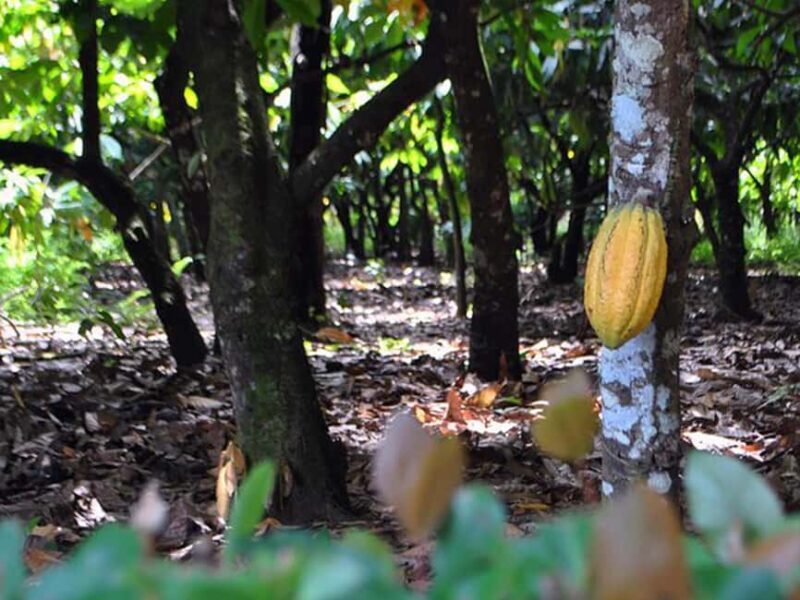 Punta Cana: Higuey Tour Excursion Cultural - Punta Cana: Higuey Tour Excursion Cultural — An Authentic Dive into Dominican Life