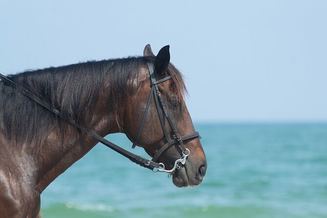 Punta Cana Horseback Riding Adventure - The Value for Money