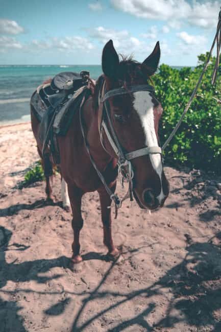 Punta Cana: Horseback Riding Tour with Sunset at Macao Beach - Why This Tour Works Well