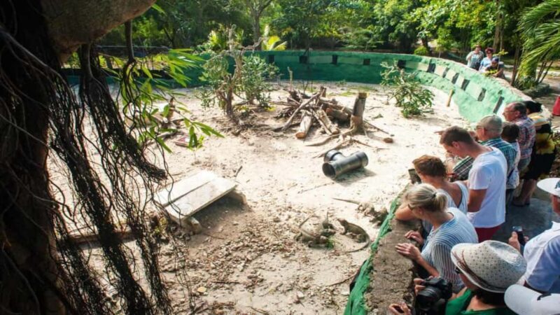 Punta Cana: Iguana Sanctuary, Sailing & BBQ Tour - Who This Tour Is Best For