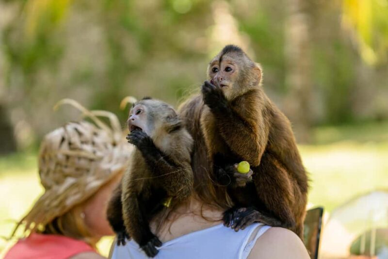 Punta Cana: Interactive Experience at Monkey House - Key Points