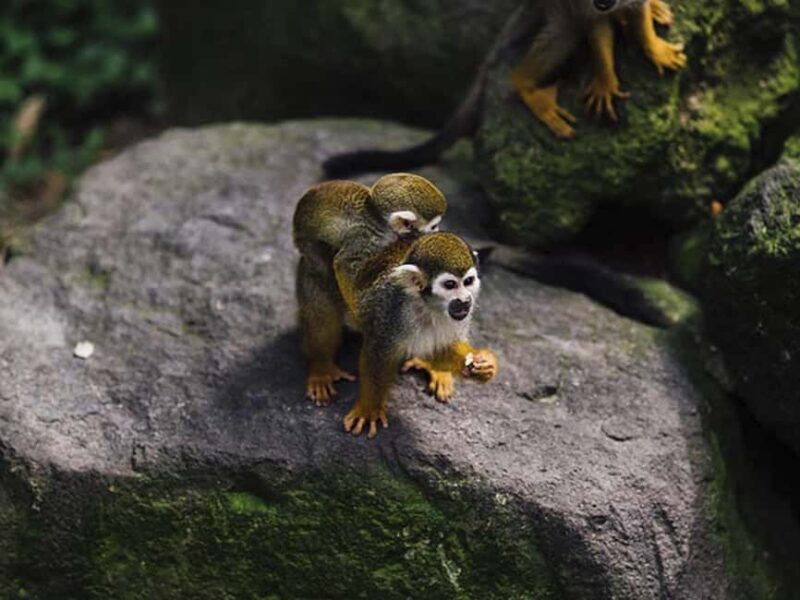 Punta Cana: Monkey Adventure by Jhoraji With Hotel Pick-Up - Pickup and Travel to Monte Plata