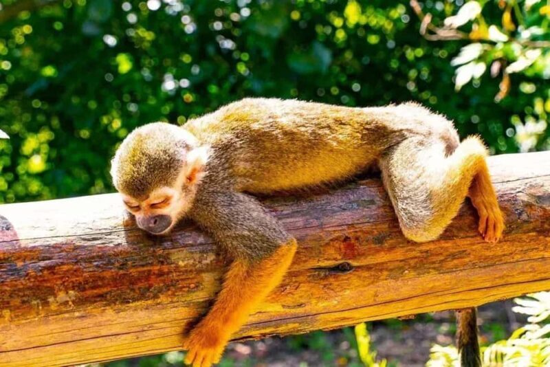 Punta Cana: Monkey Land Tour with Hotel Pickup - Final Thoughts: Is It Worth It?